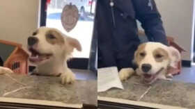 Shelter Dogs Wide Smile On Being Adopted Warms Heart Of Netizens Watch Viral Video