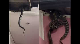 Viral Video Giant Snakes Fall Through Ceiling Internet Horrified