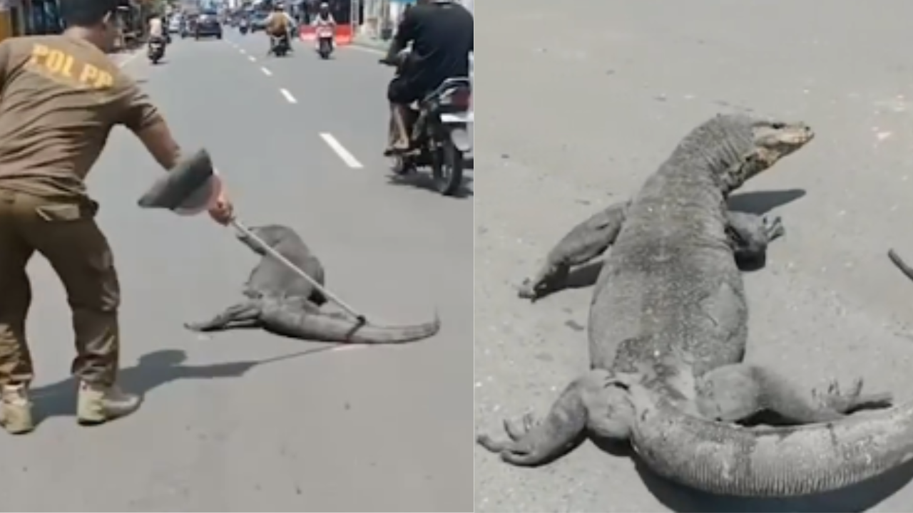 Man Tries To Put Komodo Dragon Off The Road.