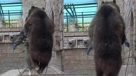 Massive Bear Skipping Rope Goes Viral Watch Video