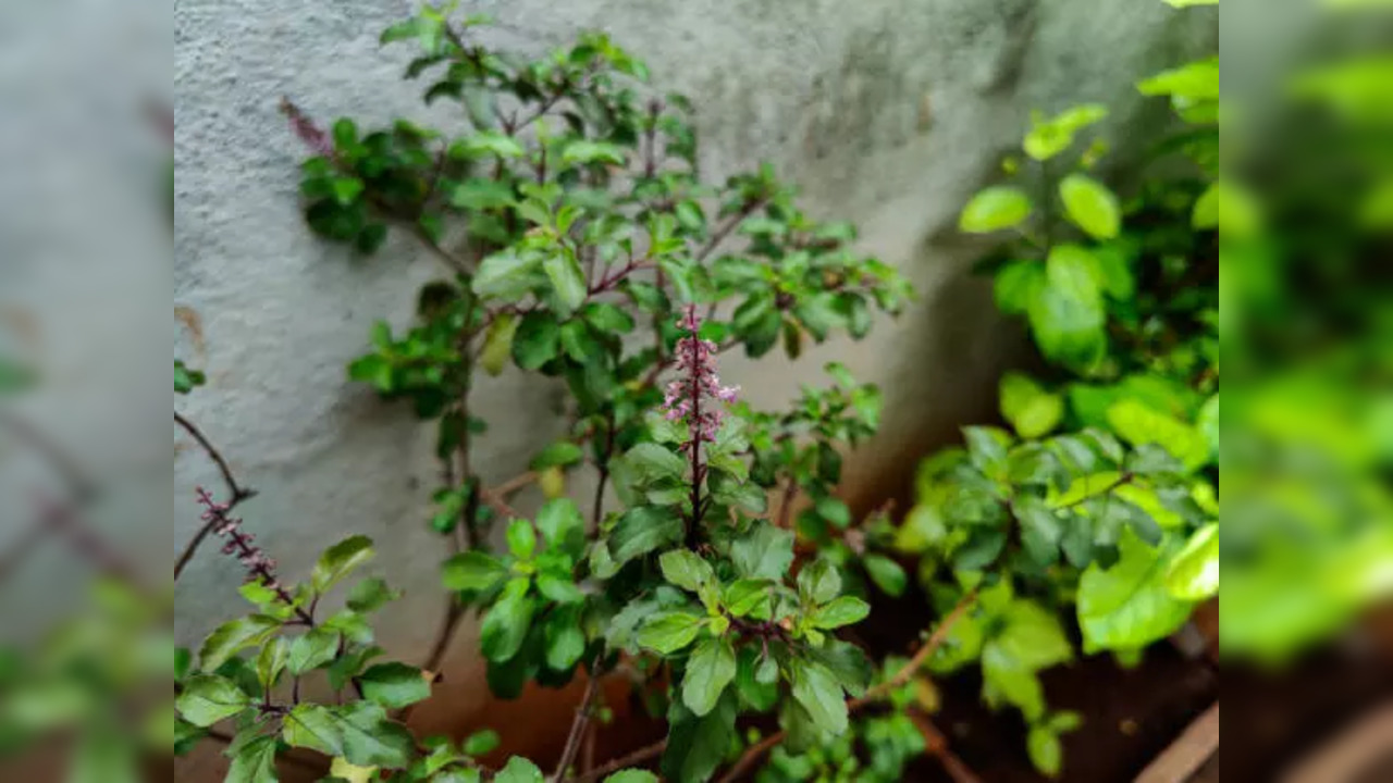 Tulsi Vivah on November 24, know vidhi, significance and mahurat