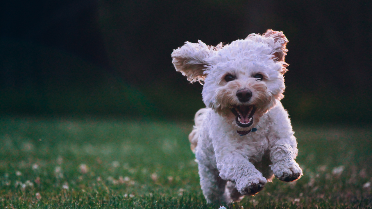 National Dog Show 2023 On Thanksgiving Time, Live Streaming, TV