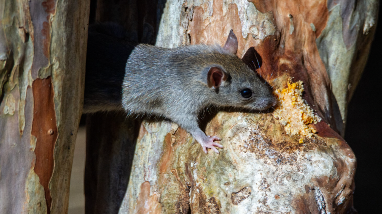 Rats in Australia