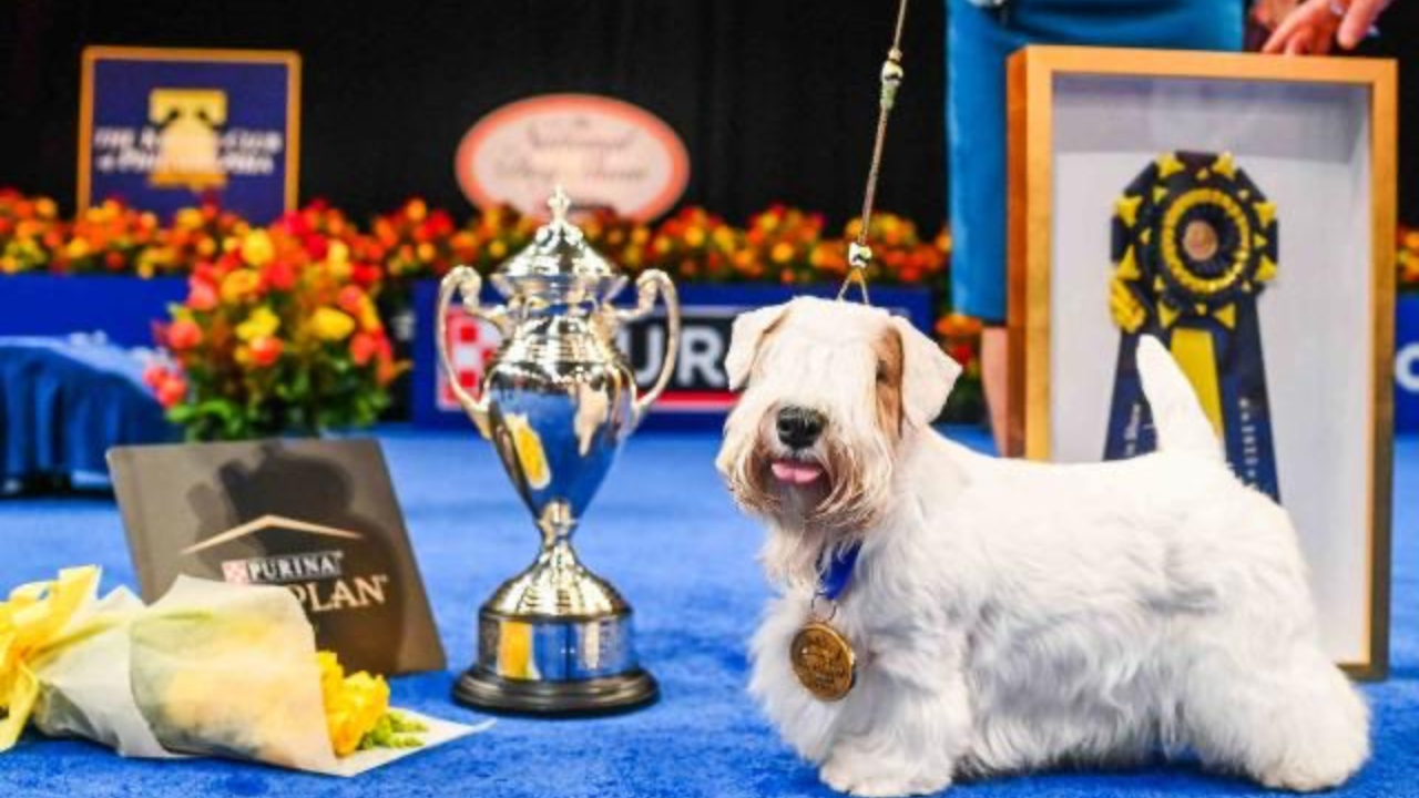 Stache, National Dog Show 2023 Winner