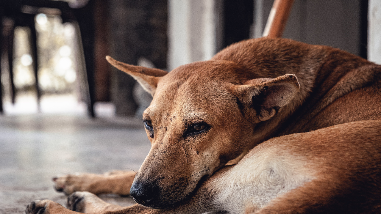 Karnataka Dog