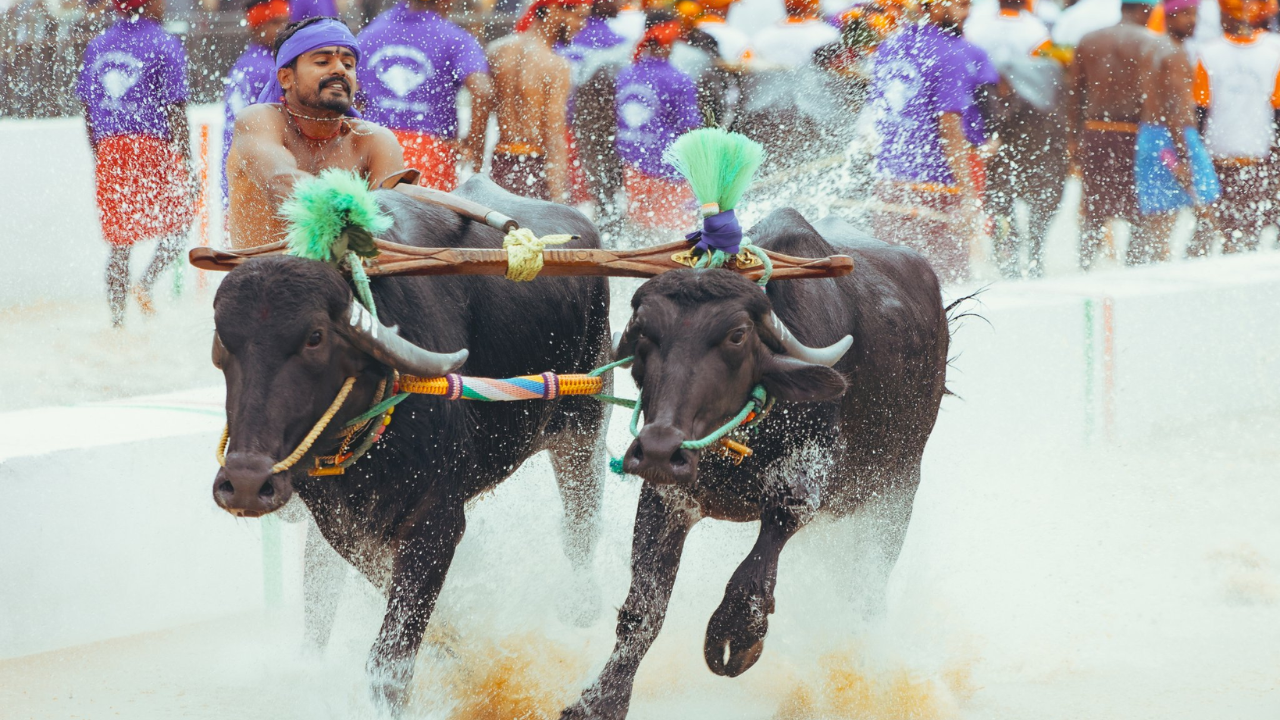 Bengaluru Kambala Comes to An End