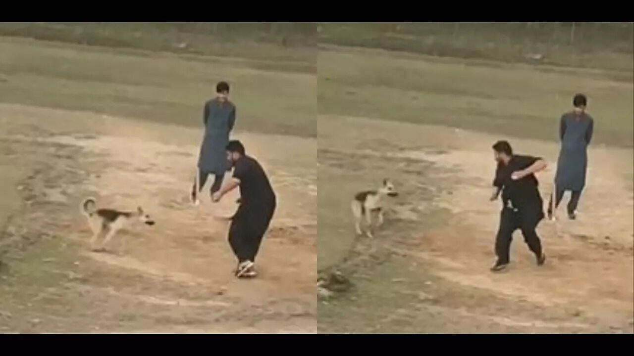 Viral Video: Dog Stops Bowler Mid-Match, Chases Him In Hilarious Clip ...