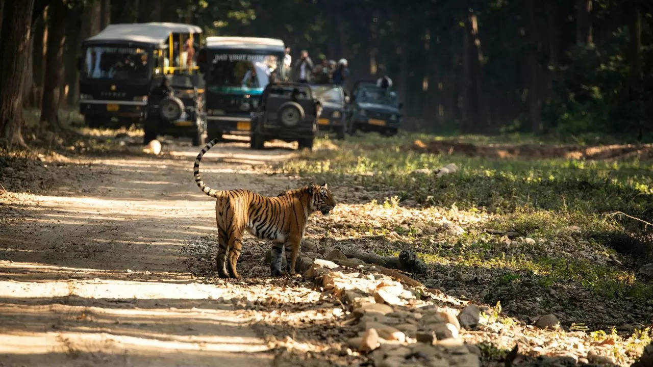 The Ultimate Guide To Best Tiger Safaris In India