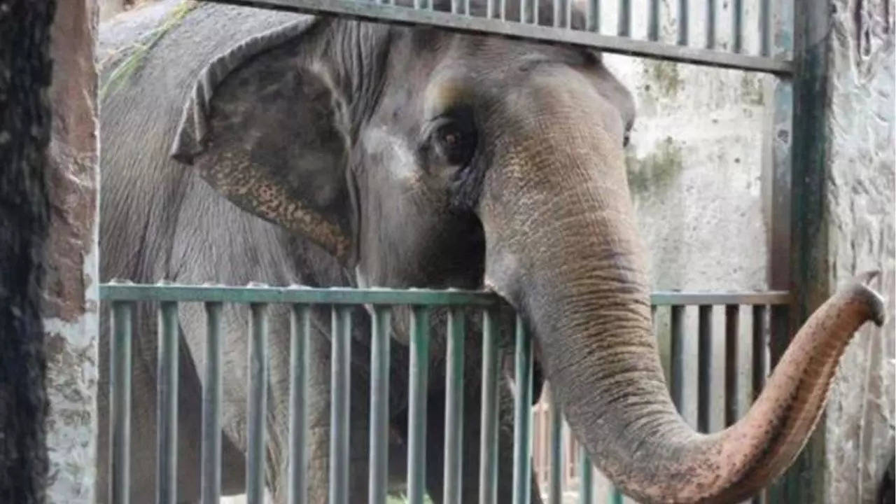 Mali World's Saddest Elephant Dies Manila Zoo