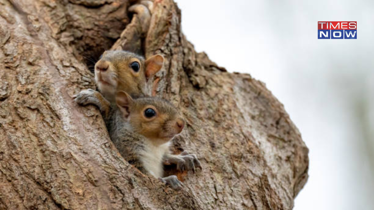 'Hamas Of The Squirrel World...:': UK MP Jim Shannon's Unique Way Of Describing Grey Squirrel Menace