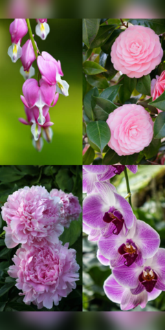 Flowers That Resembles Love
