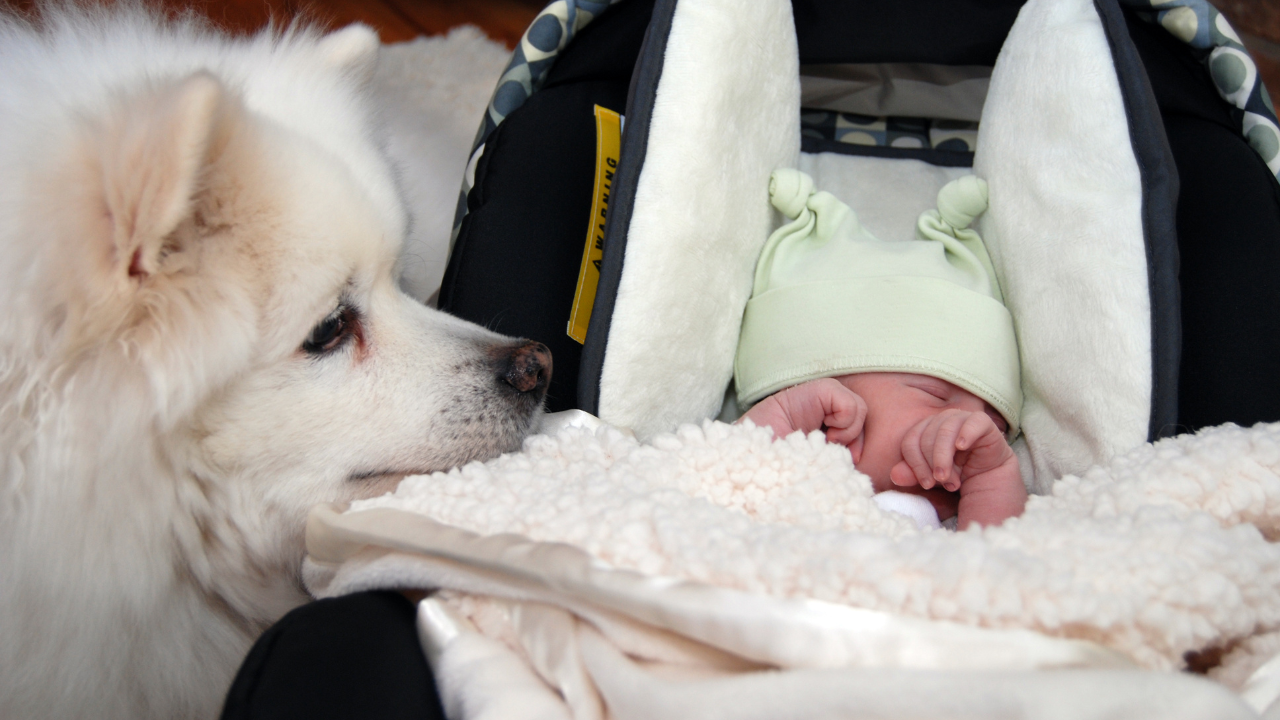 How to prepare your pet to welcome your newborn at home. Pic Credit: Canva