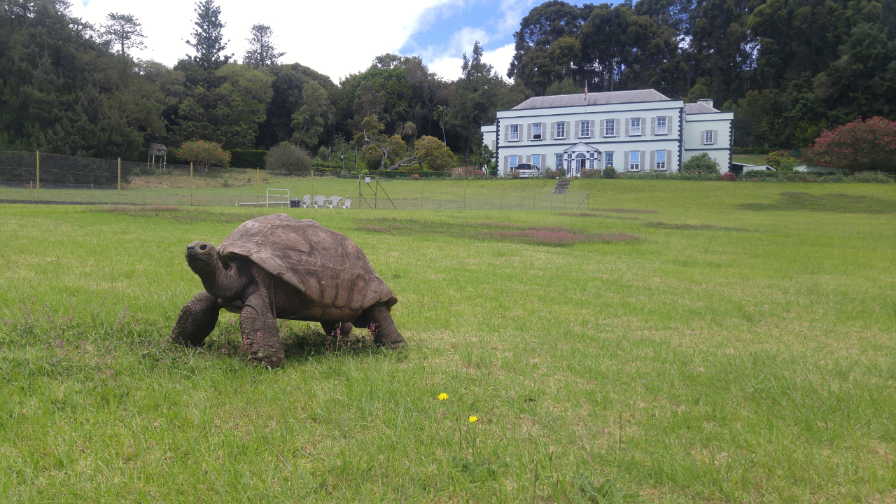 Jonathan, 191, is the world's oldest living tortoise, chelonian and land animal. | Courtesy: Kevstan/Wikimedia Commons