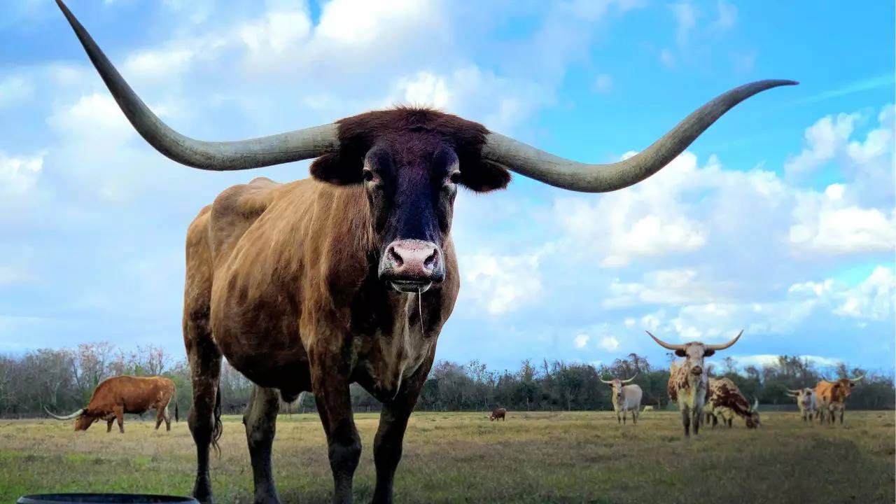 Longhorn Cow Oklahoma State University fraternity Lawn