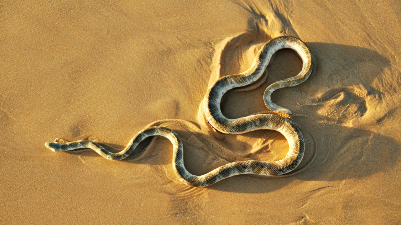 A hydrophis sea snake was caught and subsequently released into the water by fishermen in Vizag. | frankiefotographie via Getty Images