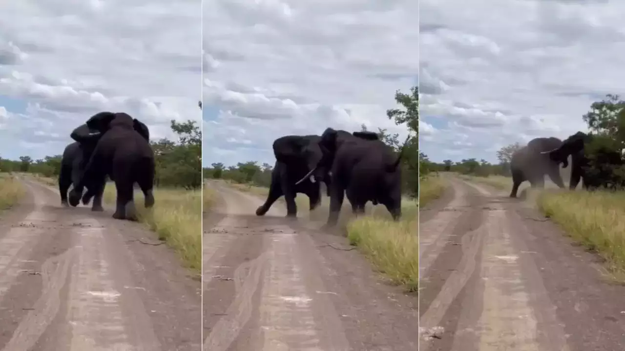 Elephant Viral Video 