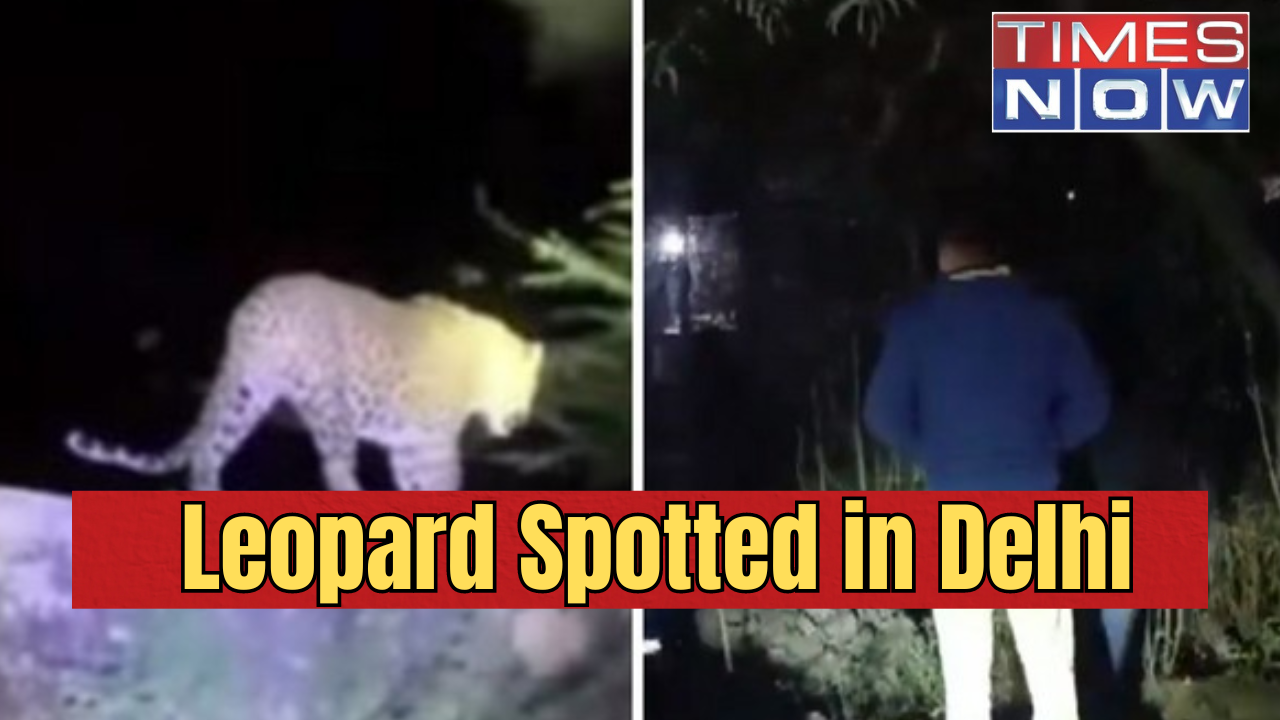 Leopard spotted in Delhi's Sainik Farms Area