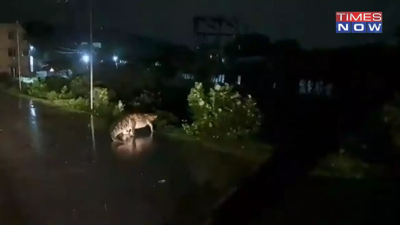 Giant Crocodile Spotted In Chennai's VIT/Nedungundram Lake As Cyclone Michaung Approaches | VIDEO