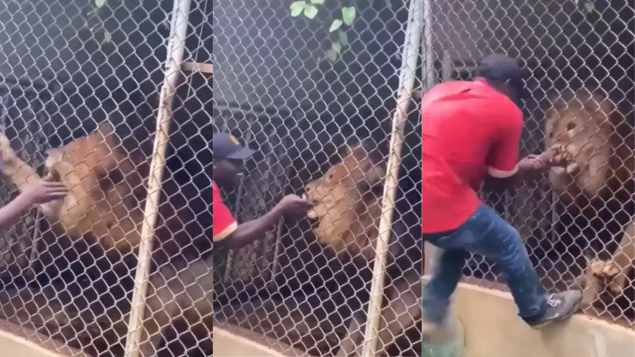 Lion Attack.