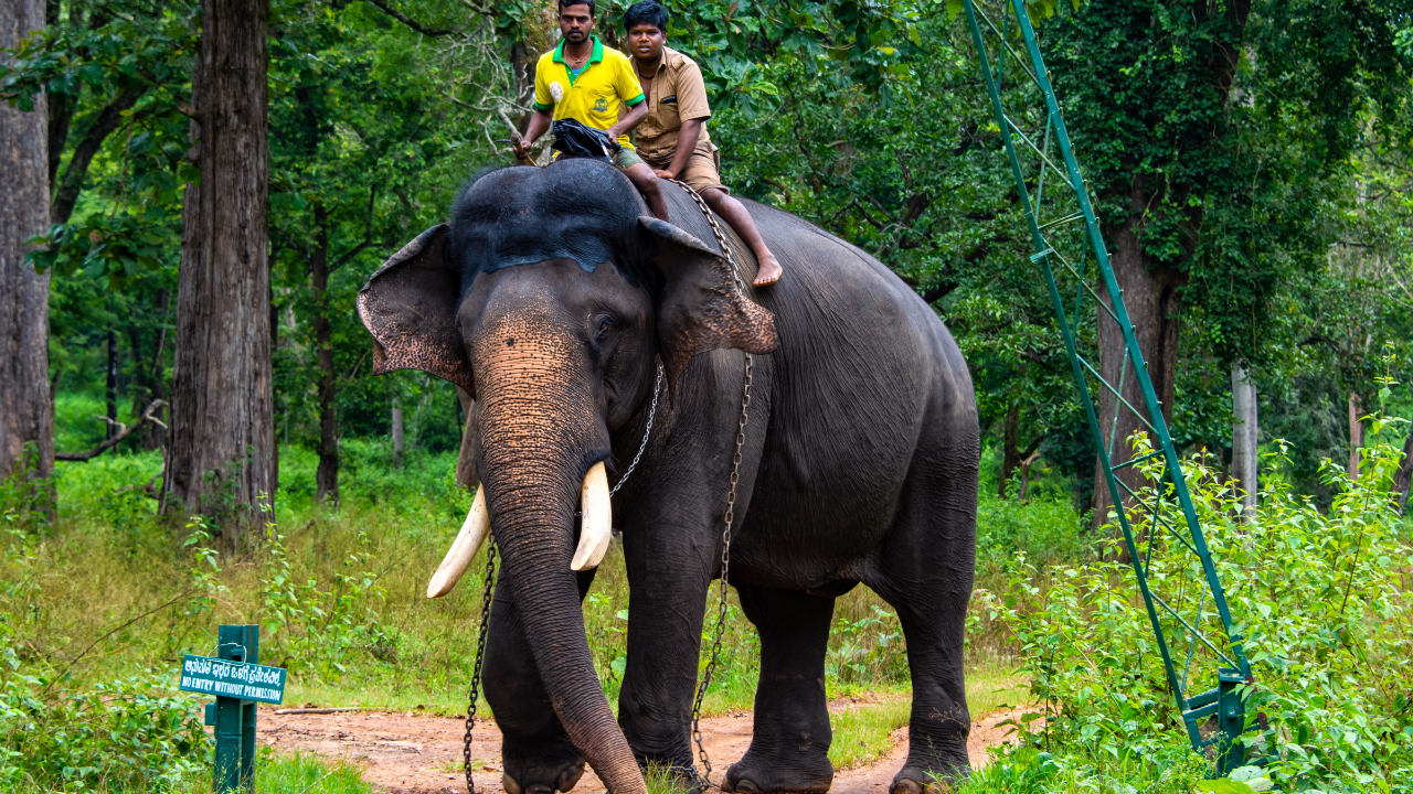 Arjuna enters the Balle Forest during a morning stroll with his mahout, Vinu Doddappaji. | Public domain