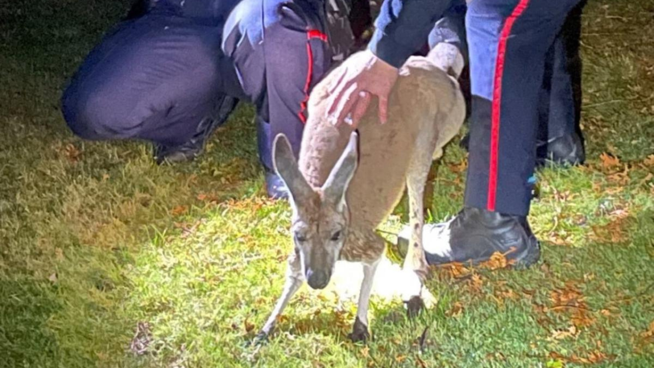 Oshawa police captures the runaway kangaroo that punched an officer. | Image courtesy: CTV News