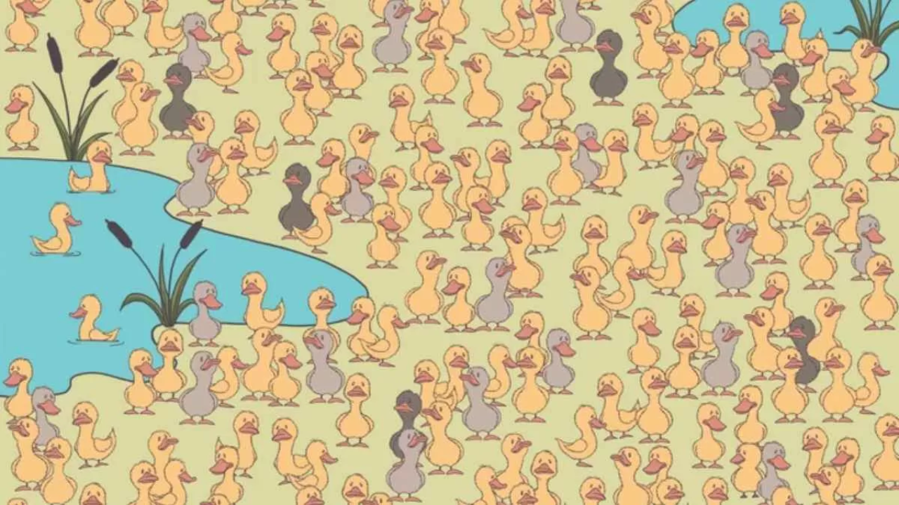 Optical Illusion: Spot The Duck Within 7 Seconds!