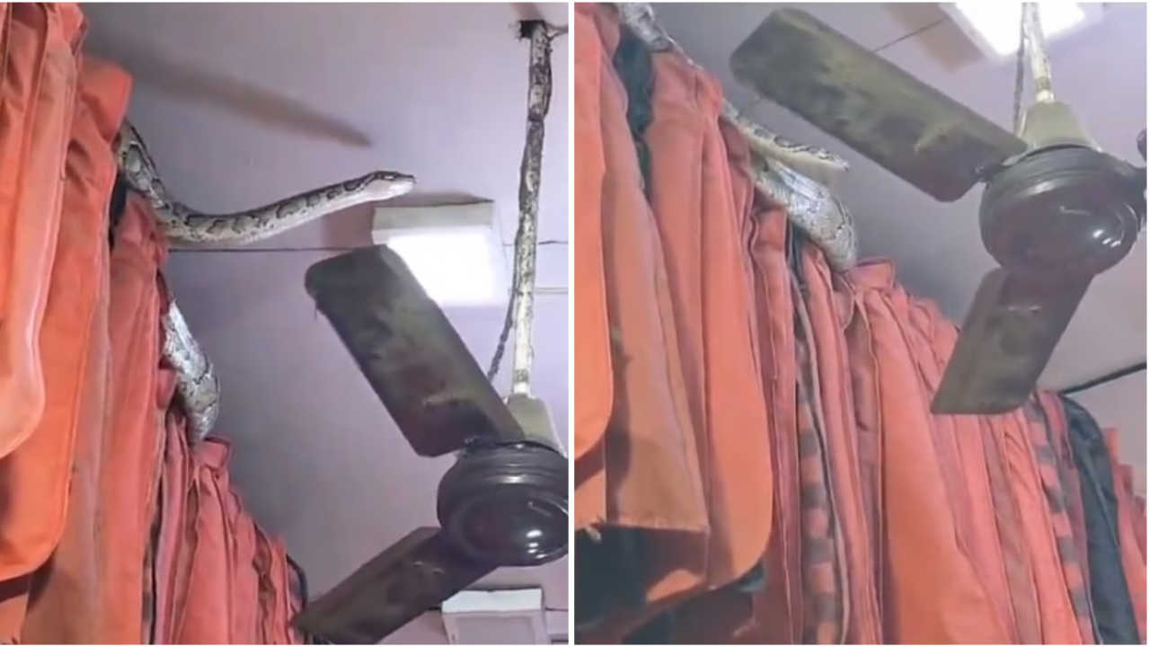 Massive 14-Foot-Long Python Slithers Inside Clothing Shop In UP's Meerut