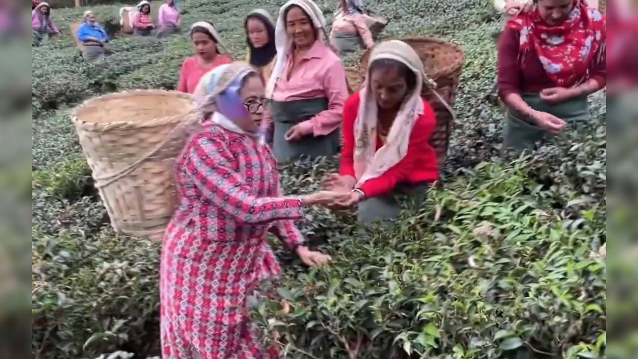 Mamata Banerjee Makaibari Tea Garden Darjeeling 123