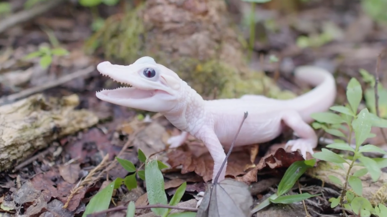 ​Gatorland is now home to 4 of just 8 known leucistic white alligators in the world. | Courtesy: Gatorland/Facebook​