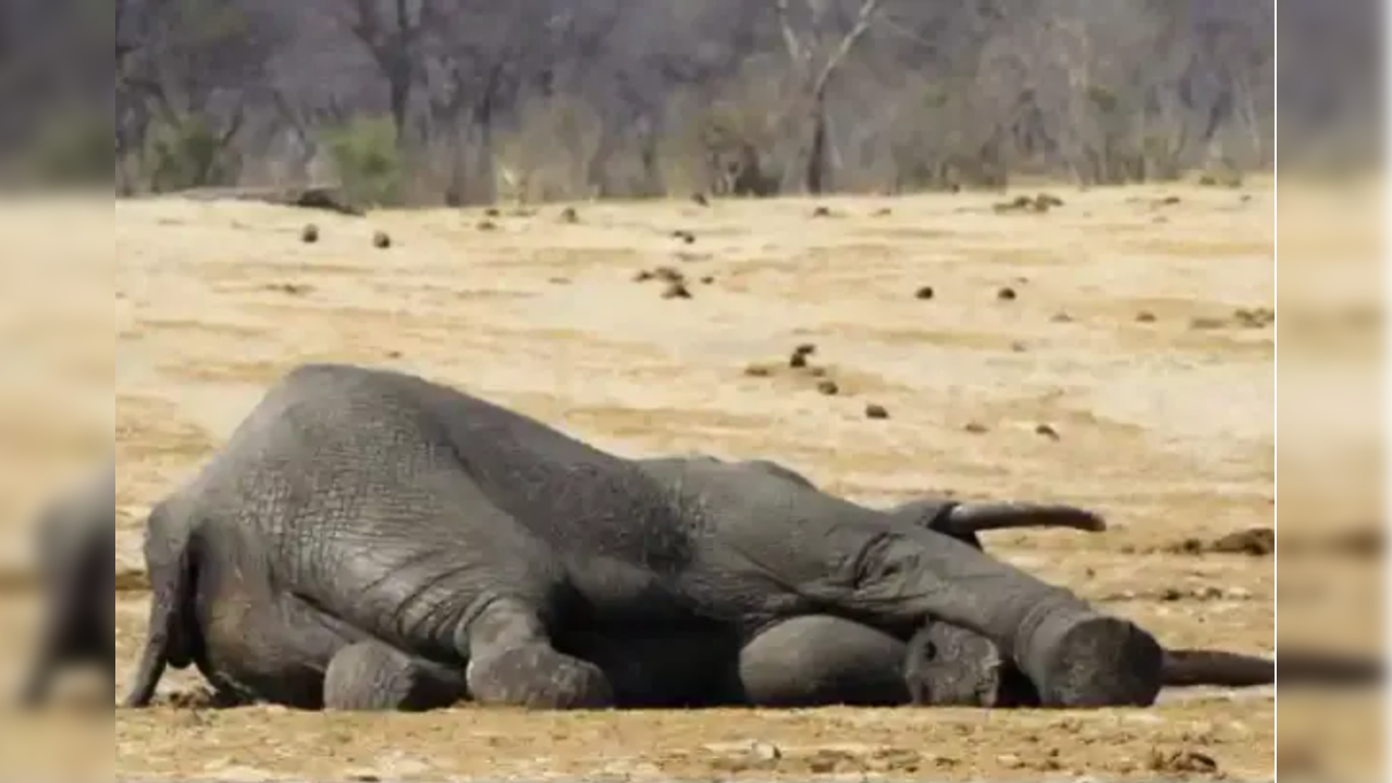 Elephants die in Zimbabwe Hwange National Park