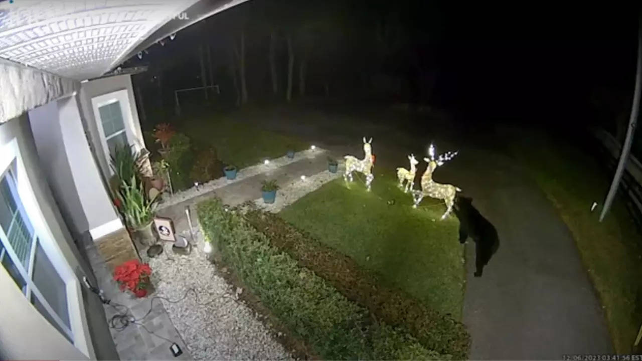 CCTV footage captures the bear in the act of stealing the reindeer Christmas decorations. | EJ Levin via Storyful