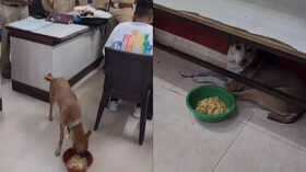 Viral Video Mumbai Police Station Becomes Unlikely Refuge for Stray Dogs