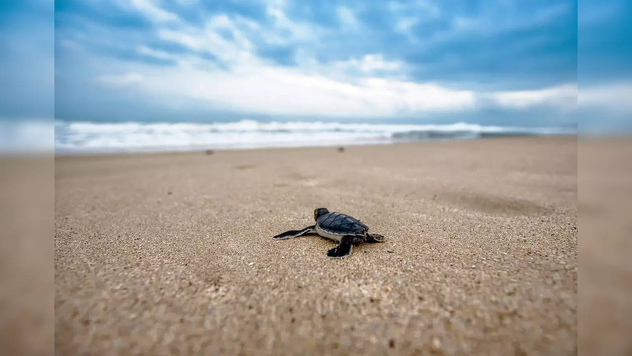 Olive Ridley Sea Turtle Abdul Kalam Island