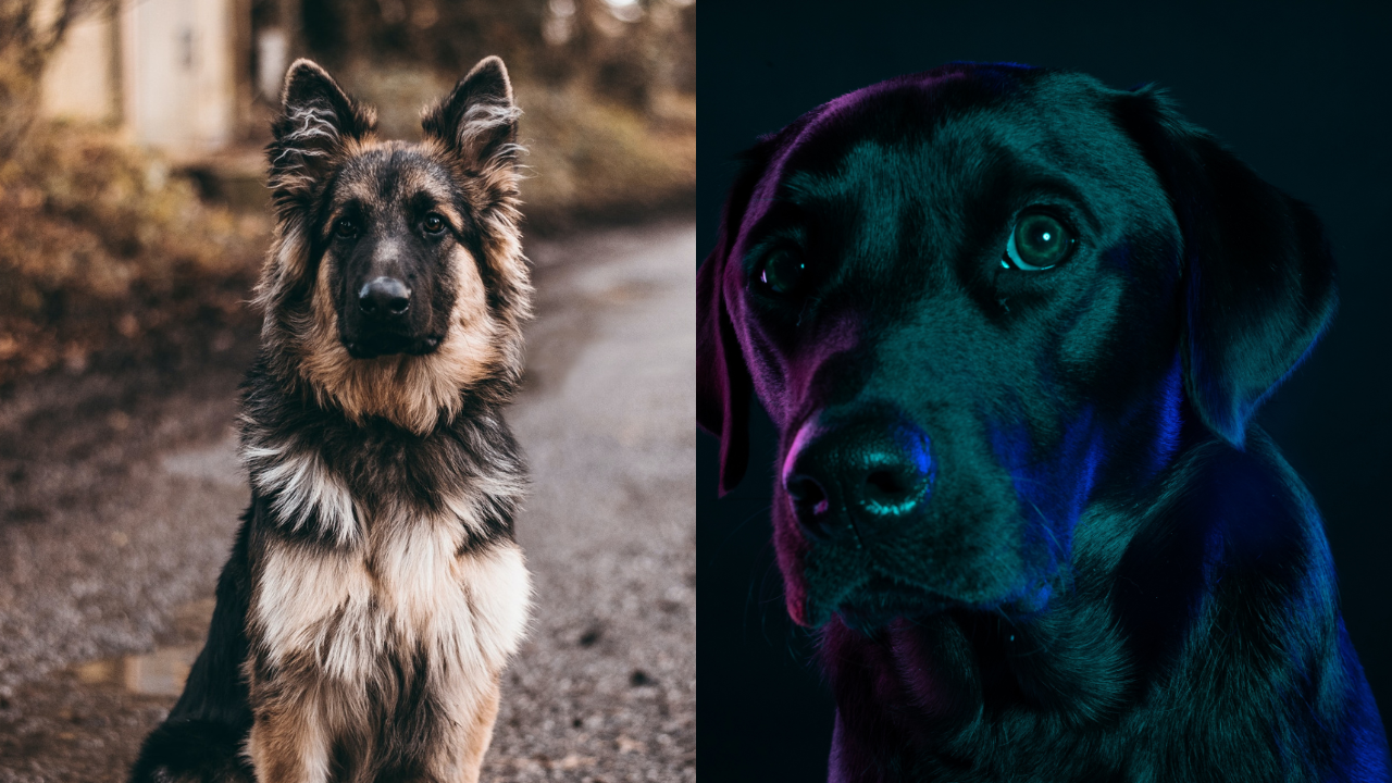 Dogs representational image