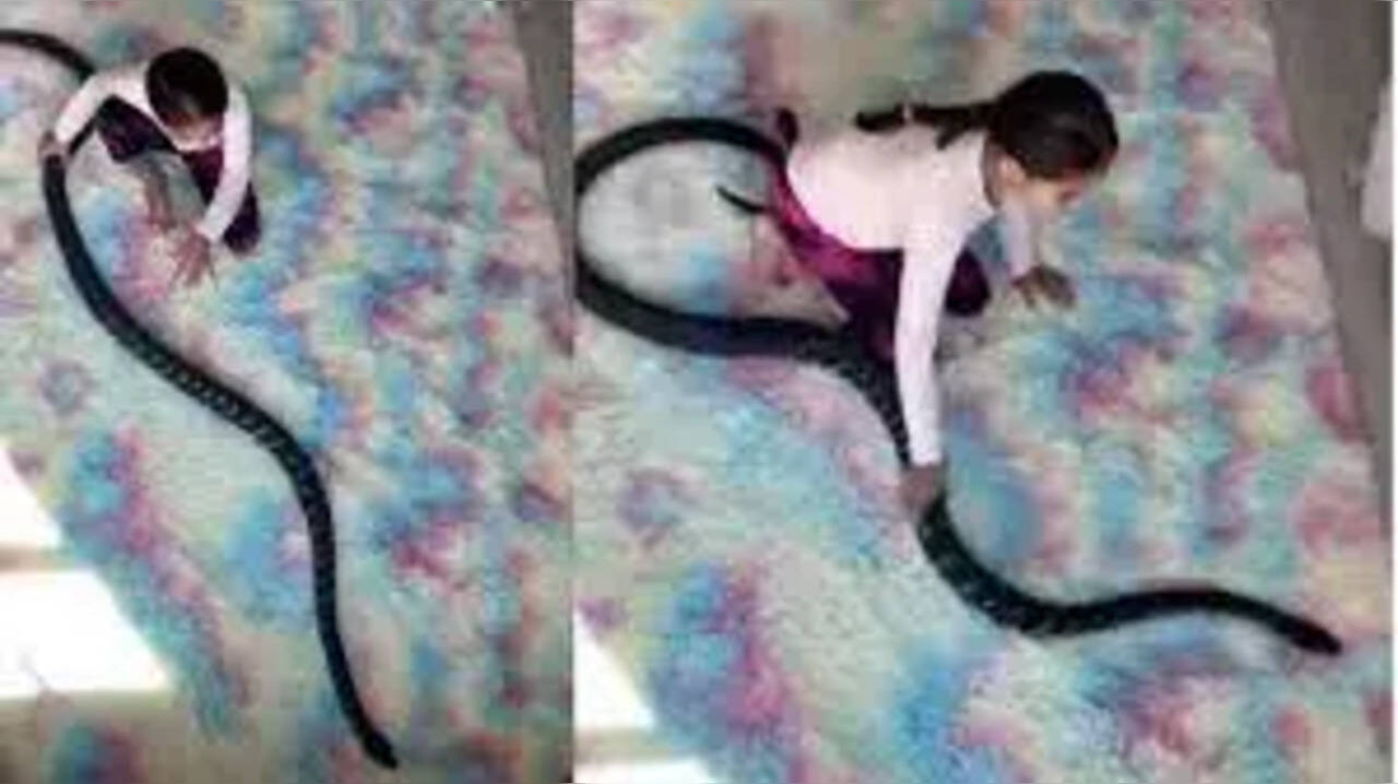little girl loves her pet python recieves mixed reactions from netizens ...