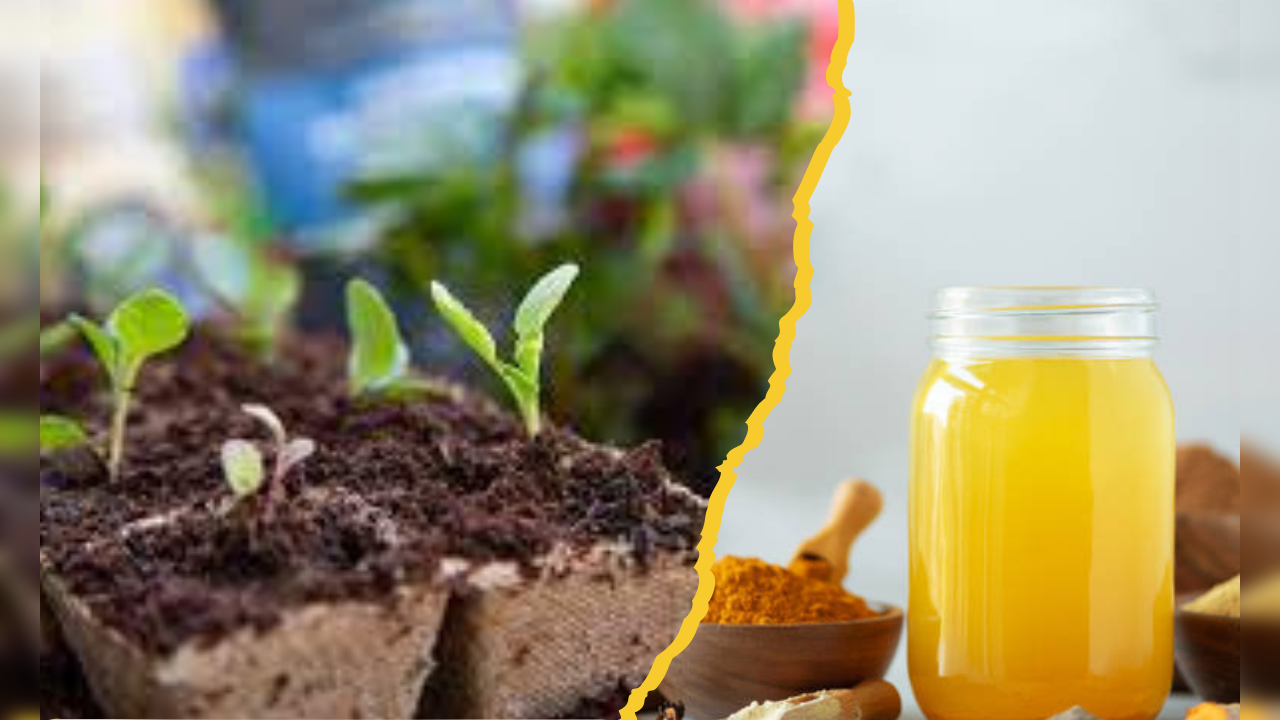 use turmeric powder for bacterial and fungal infections in potting soil