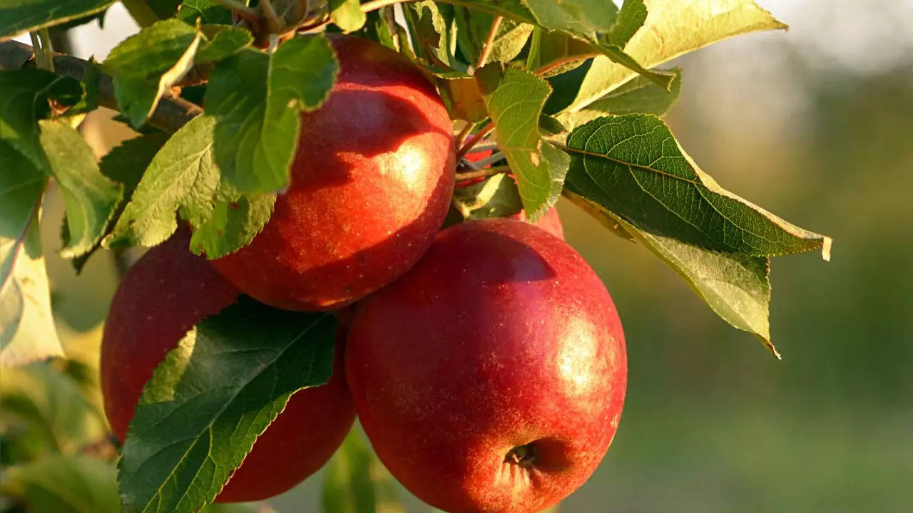 Apples for blood pressure