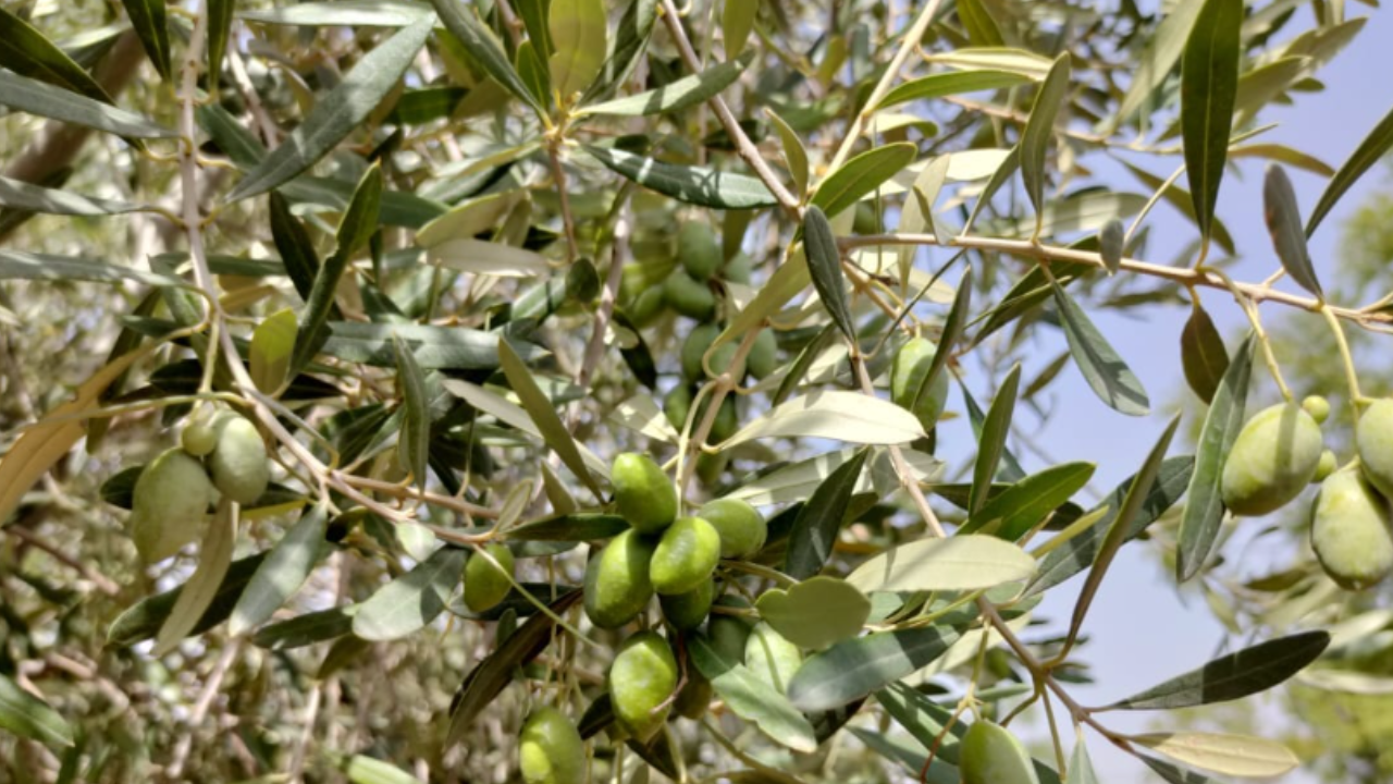 Olive trees