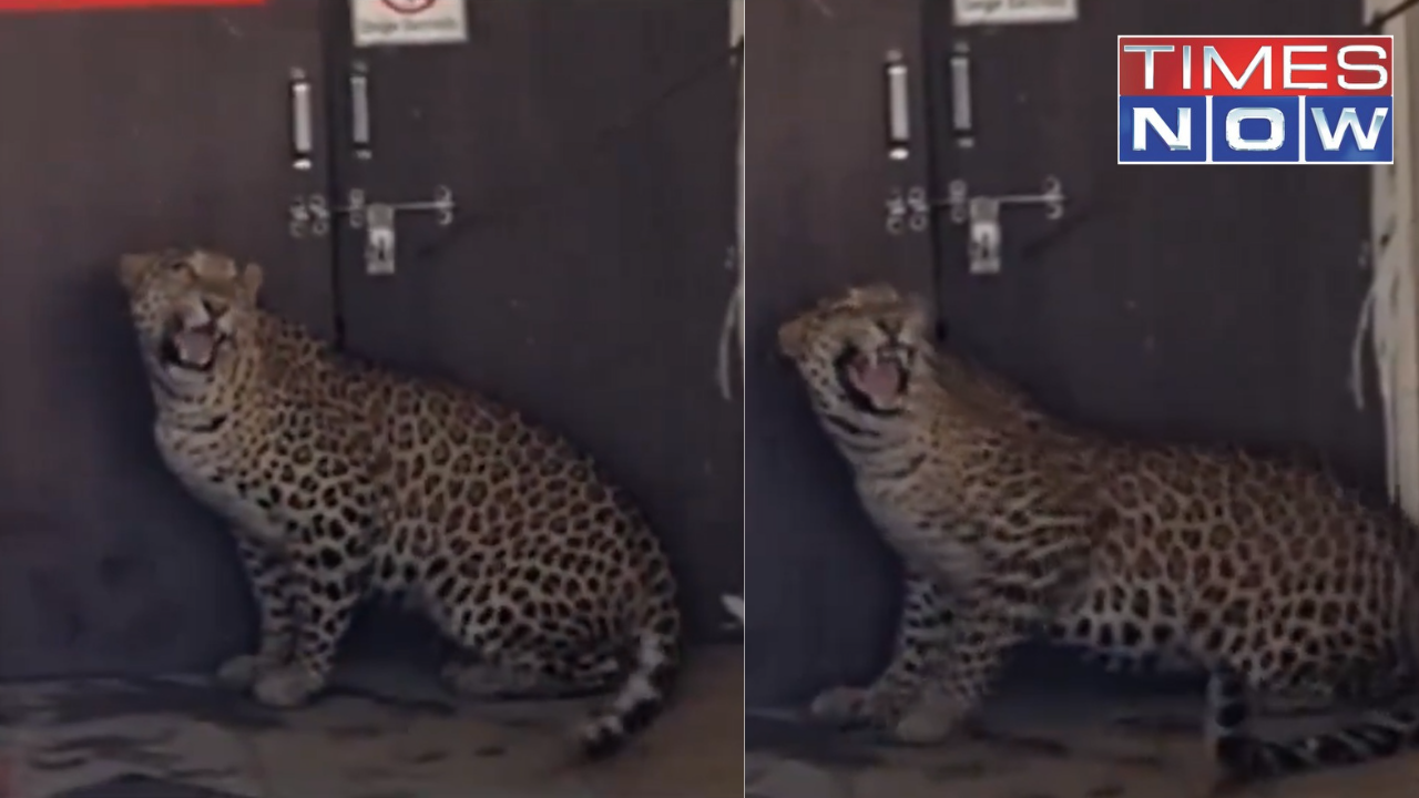 A Leopard entered a hospital in Nandurbar Taluka of Nashik