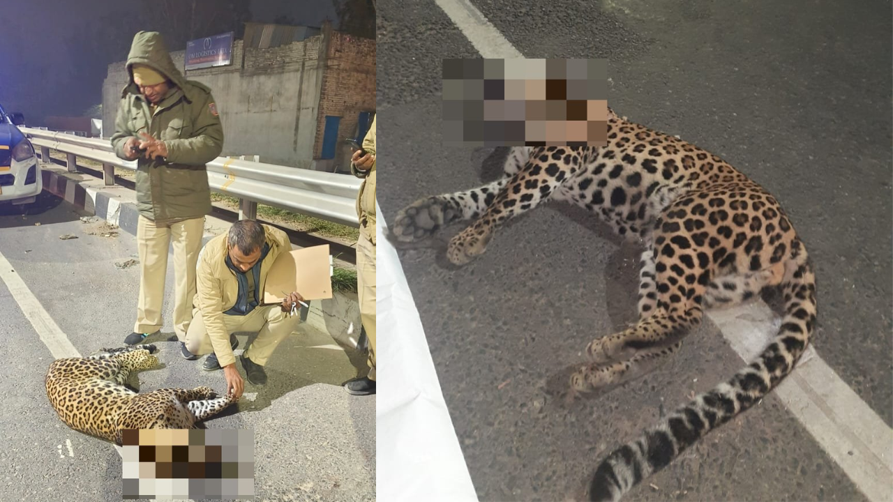 Jaguar cub found dead on NH-44