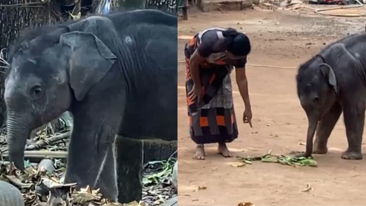 Viral Video: 6-month-old Abandoned elephant calf starts new life in Kerala