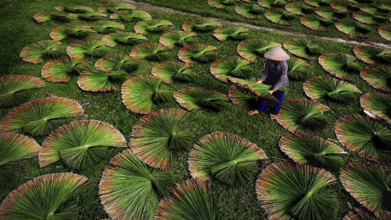 Vietnamese farmer