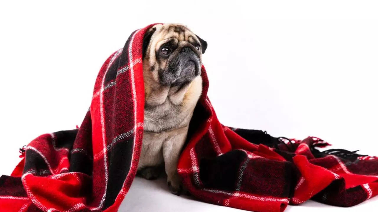 Winter Care Tips To Keep Well-Being Of Your Pet In Check