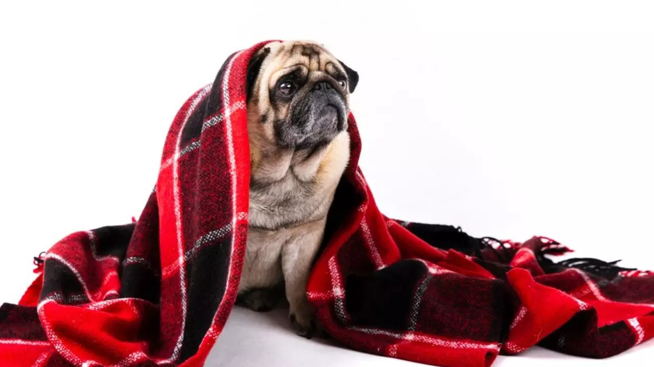 Winter Care Tips To Keep Well-Being Of Your Pet In Check