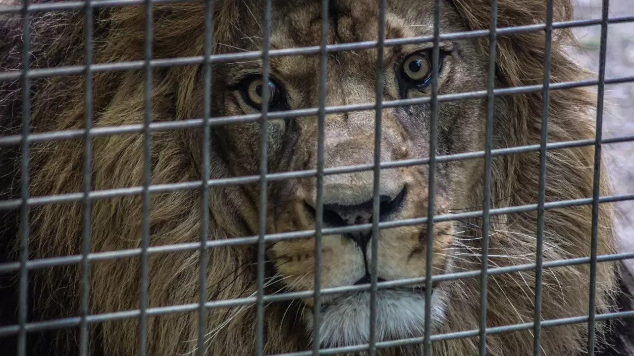 The lion attack marks the second incident involving a Big Cat in Pakistan since last week. | Representative image via Canva Pro