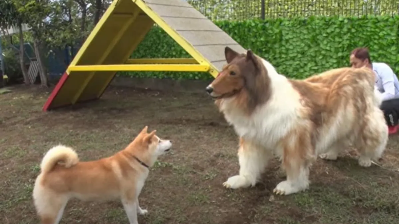 What Happened When Japanese Man Who Turned Into Dog met A Real One?