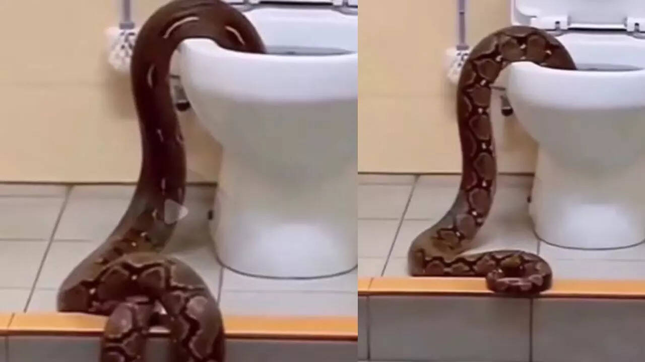 Viral Video Massive Snake Crawls Out Of Commode In Chilling Clip