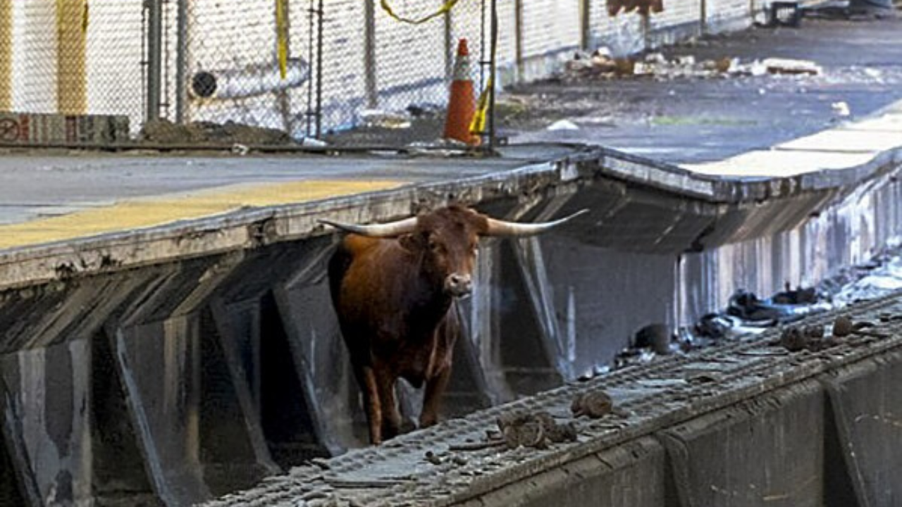 Bull Running On New Jersey Transit Holds Traffic