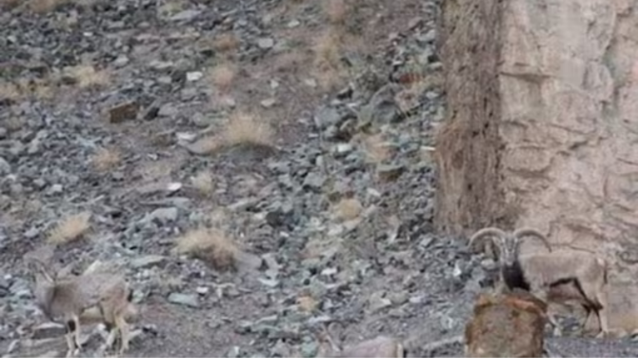 Optical Illusion Test: Can You Spot The Hidden Mountain Leopard In 12 Seconds?