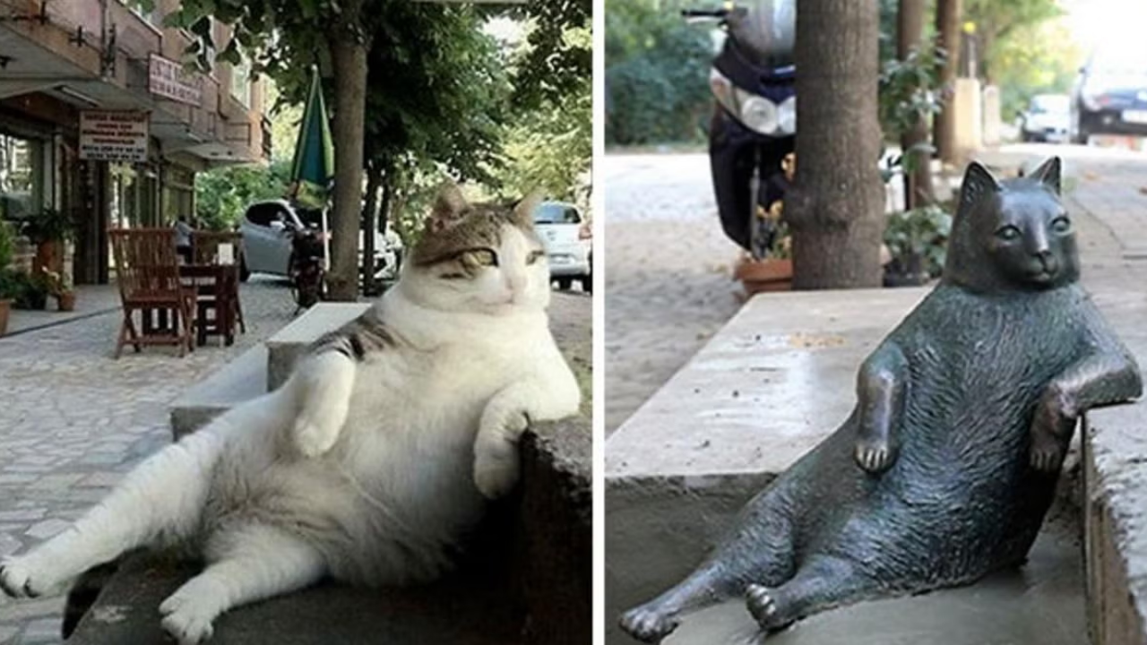 Istanbul Stray Cat and Viral Meme Tombili Honoured With Bronze Statue After Death